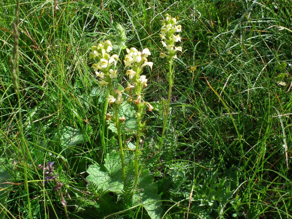 Pedicularis da id. 4 .- Pedicularis elongata